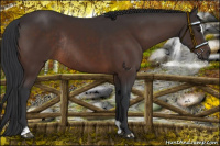 Horse Color:Brown Sabino Rabicano