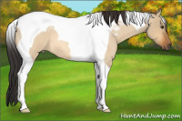 Horse Color:Buckskin Roan Dun Tobiano 