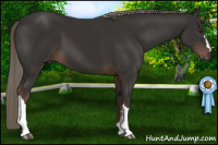 Horse Color:Liver Chestnut Mushroom 