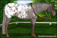 Horse Color:Liver Red Roan Mushroom Appaloosa 