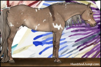 Horse Color:White Spotted Liver Red Dun 