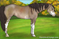 Horse Color:Liver Red Dun Sabino 