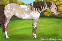 Horse Color:White Spotted Liver Red Dun Roan 