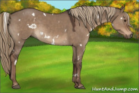 Horse Color:White Spotted Liver Red Dun 