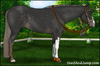 Horse Color:Liver Chestnut Mushroom 