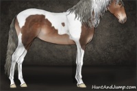 Horse Color:Liver Chestnut Tobiano 