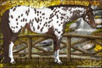 Horse Color:Liver Chestnut Appaloosa 