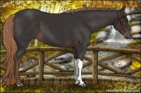 Horse Color:Liver Chestnut 