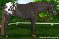Horse Color:Liver Chestnut Appaloosa 