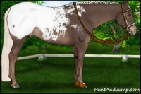 Horse Color:Liver Chestnut Mushroom Snowcap 