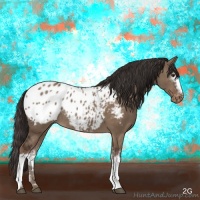 Horse Color:White Spotted Liver Red Dun Appaloosa Rabicano 
