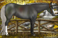 Horse Color:Liver Chestnut Mushroom 