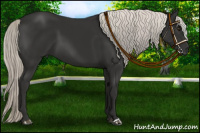 Horse Color:Liver Chestnut Mushroom 