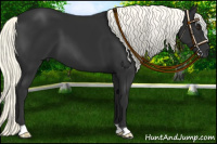 Horse Color:Liver Chestnut Mushroom 