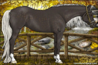 Horse Color:Liver Chestnut Mushroom 