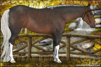 Horse Color:Liver Chestnut Mushroom 