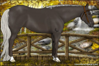 Horse Color:Liver Chestnut Mushroom 