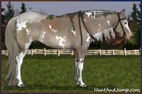 Horse Color:White Spotted Liver Red Dun 
