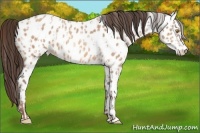 Horse Color:Amber Champagne Appaloosa  and Amber Champagne Appaloosa 