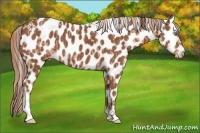 Horse Color:Gold Champagne Appaloosa  and Chestnut Tobiano Appaloosa 