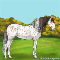 Horse Color:Amber Champagne Splash Near Leopard 