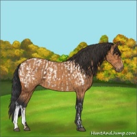Horse Color:Bay Appaloosa  and Bay 