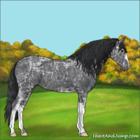 Horse Color:Black Ice 