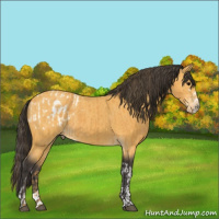 Horse Color:Buckskin Blanket and Buckskin Sabino