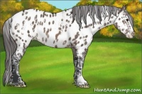 Horse Color:Brown Dun Sabino Splash Blanket  and Brown Dun Sabino Splash Near Leopard 