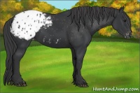 Horse Color:Black Appaloosa 