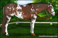 Horse Color:Liver Chestnut Sabino
