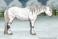 Horse Color:Gray White Spotted Silver Brown Dun Sabino Appaloosa Rabicano 