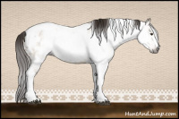 Horse Color:Gray Liver Red Dun Tobiano Frame Appaloosa Rabicano 