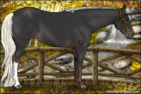 Horse Color:Liver Chestnut Mushroom 