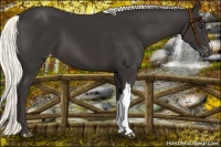Horse Color:Liver Chestnut Mushroom Varnish