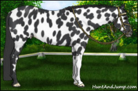 Horse Color:Black Near Leopard 