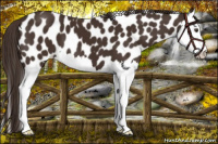 Horse Color:Liver Chestnut Splash Appaloosa