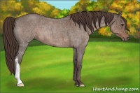 Horse Color:Liver Red Roan 
