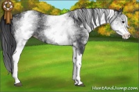 Horse Color:White Spotted Black 