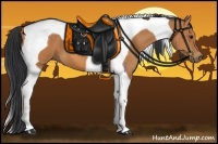 Horse Color:Bay Tobiano 