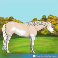 Horse Color:Silver Classic Champagne Dun Splash Frame 