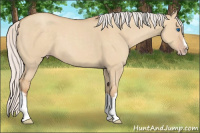 Horse Color:Silver Classic Champagne Dun Splash Frame 