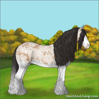 Horse Color:Buckskin Ice Roan Dun Splash