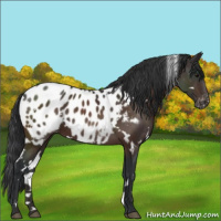 Horse Color:White Spotted Brown Appaloosa 