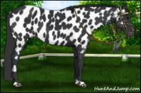 Horse Color:Black Near Leopard 