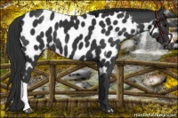 Horse Color:Black Appaloosa 