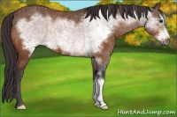 Horse Color:Buckskin Frame 