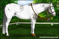 Horse Color:White Spotted Grullo Splash Blanket Rabicano 