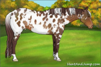 Horse Color:White Spotted Chocolate Buckskin Appaloosa 