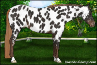 Horse Color:Liver Chestnut Appaloosa 